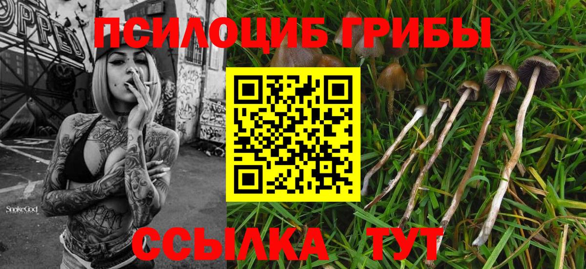 Псилоцибиновые грибы мицелий Новозыбков
